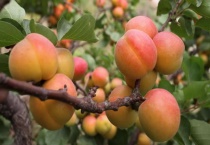 红杏是什么植物