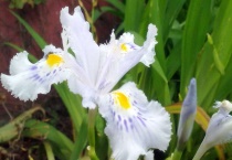 什么花代表友谊