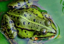 青蛙煮多久才杀寄生虫