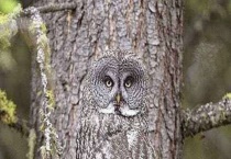 猫头鹰是几级保护动物