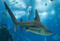 鲨鱼的常见种类有哪些 它的尾巴有哪些用处