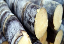 甘蔗梢腐病防治技术 危害症状是什么？