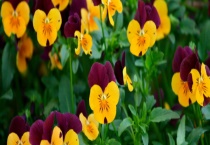 什么花适合9月份在阳台上种植 这些花有什么特点