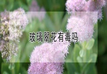 玻璃翠花有毒吗？