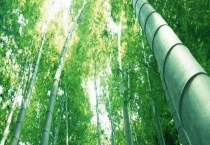 竹子的用途有哪些 分别介绍观赏、工业和药用价值