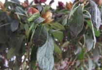 茶花掉叶子的补救多久？