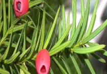 红豆杉结果需要几年 怎样辨别雌雄红豆杉