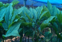 红参叶子能吃吗？