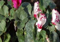 仙鹤来与仙客来的区别？