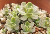 子持莲华冬天怎么养