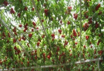 番茄树的寿命有多长 番茄树该怎么栽培管理