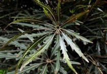 孔雀木掉叶怎么办？