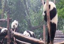 熊猫怎样过冬 熊猫为什么需要保护