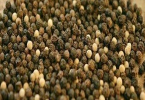 黑胡椒和白胡椒的区别？ 附其使用注意事项