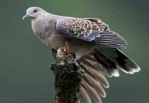 斑鸠认主人吗？