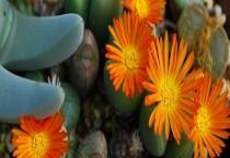 肉锥和生石花有什么不同 生石花的形态特征怎么样