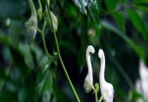 天鹅花有毒吗？