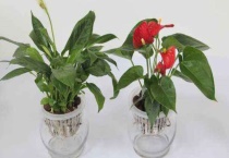 水养红掌能活多久？