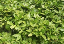 什么是金桃叶珊瑚