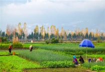 带蛆的肥料可以用吗？