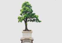 罗汉松造型技术 罗汉松养殖多久？