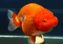 5cm的兰寿苗多久能到10cm