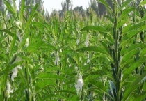 黑芝麻树外形特征 附黑芝麻的作用