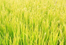 云南直播陆稻田杂草的化学防控技术 广西直播稻田杂草的化学防控技术