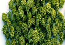 三七花和田七花有什么区别？ 附三七的生理特性