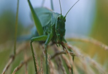 蝈蝈的繁殖方法 关键因素有哪些？