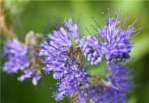 紫色草花有哪些？