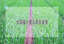 大蒜插土里几天会发芽