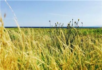 千金子草用什么除草剂