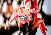木棉是什么？