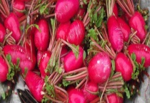 红蔓菁的怎么播种