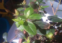 茶花掉叶怎么办？