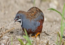 鹌鹑的养殖前景 有哪些经济价值