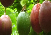 百香果的长期保存多久？