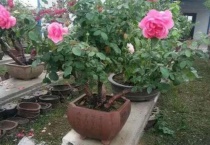 老桩月季移栽注意事项