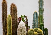 有哪些植物是变态茎