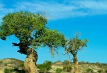 胡杨林是什么树种