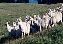 识别山羊疾病的方法 从不同角度辨别