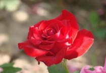 月季水浇多了的症状