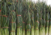 大葱高产的原因 具体如何栽种