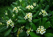 海桐苗的培育多久？