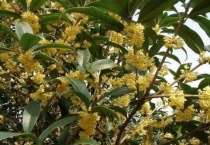 桂花树不开花的解决多久？