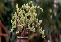 雅乐之舞叶子发皱怎么回事 怎样解决