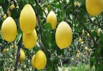 沙田柚和蜜柚的区别？ 它们的产地分别在哪里