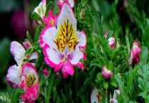 蛾蝶花种子种植多久？