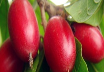 神秘果多少年结果 有什么栽培技术